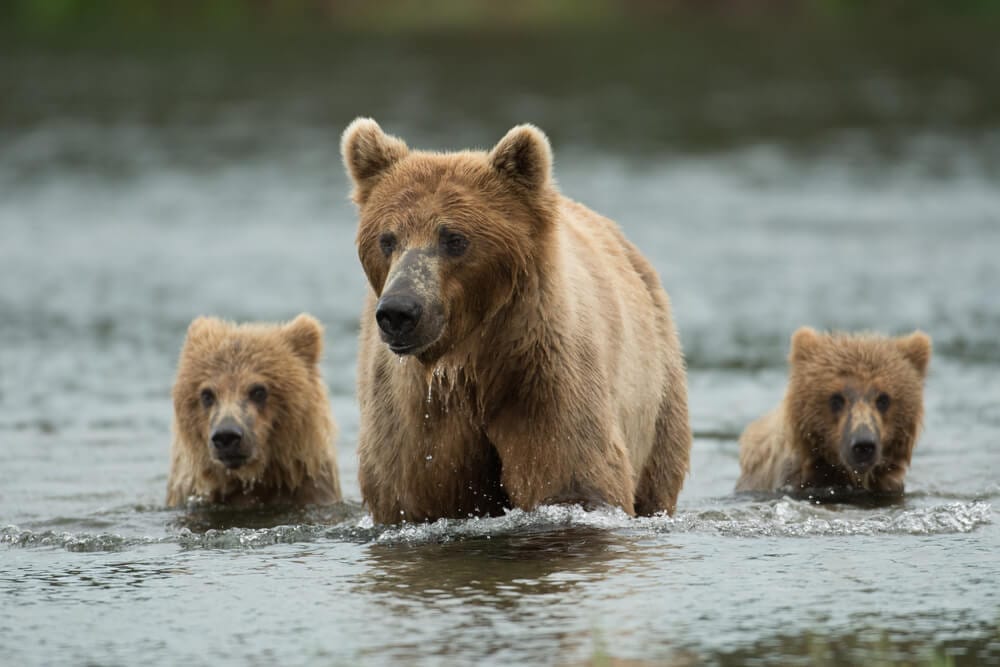 Alaska Fly Fishing Lodges | Wildlife near Alaska Rainbow Lodge