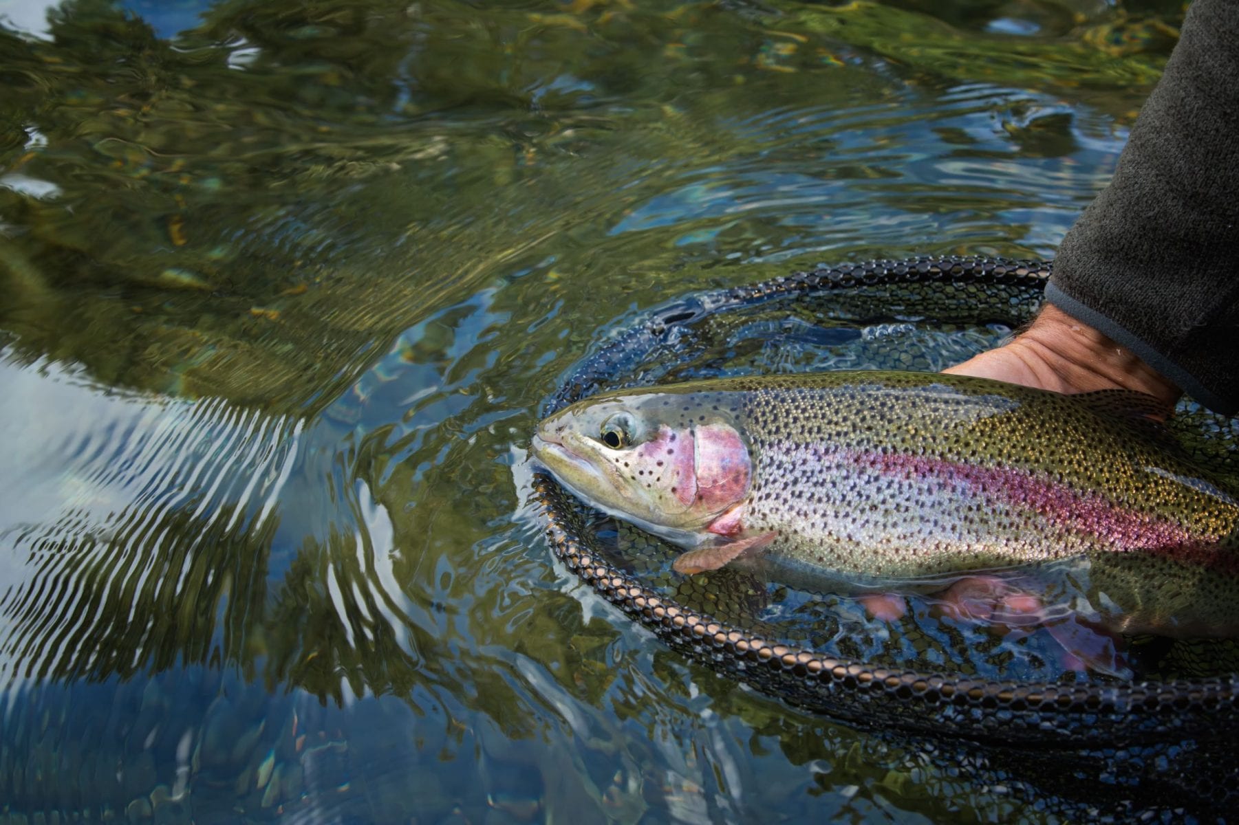 Alaska Rainbow Trout Fishing at Alaska Rainbow Lodge -