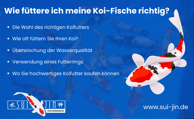 Wie füttere ich meine Koi-Fische richtig? - Koifutter Shop - Koifutter online kaufen | SUI JIN Teichprodukte Koi