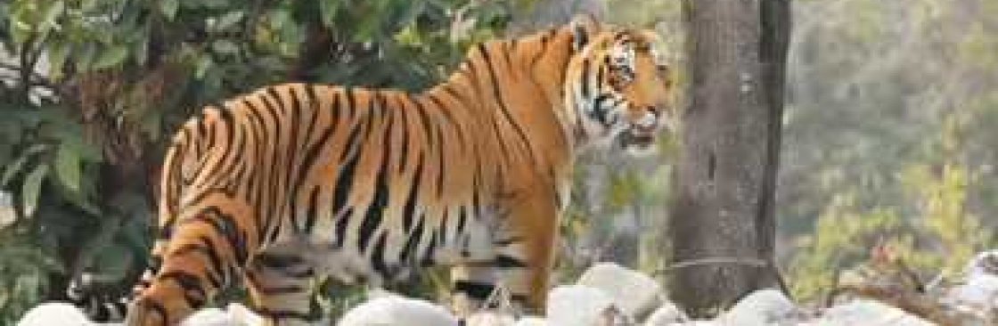 Jim Corbett Tour Packages Cover Image